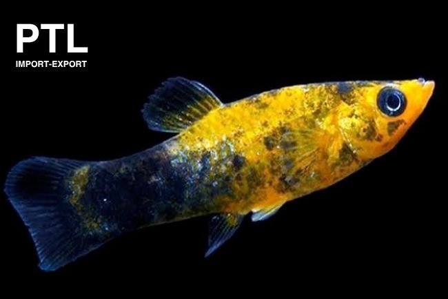 PTL-S011 SAILFIN MOLLY GOLD DUST ORANGE TH(1)